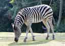 動物図鑑・グラントシマウマの写真 27